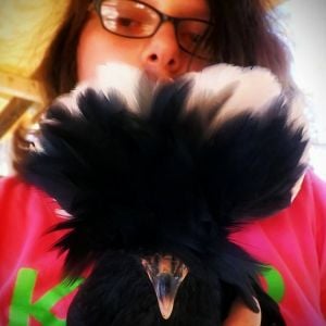 *
My daughter, Lilli, with one of her cresteds.