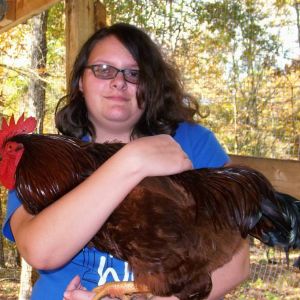*
This is one of the very first ones we purchased in May.  It was supposed to be 'sexed' already as a female - looks like Reba isn't Reba anymore.