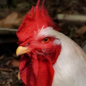 *
This is one of the composite chickens hatched at school on May 3rd.  It weighs almost 30 pounds, its two brothers and three sisters weigh between 20 and 30 pounds, too....