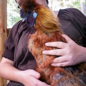 *
Lilli with one of the silkies.