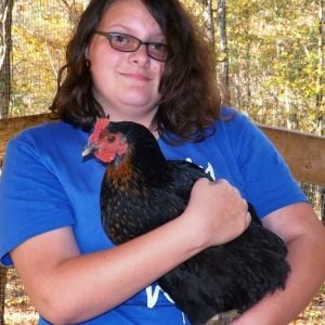 *
This hen, actually, falls asleep in Lilli's arms...