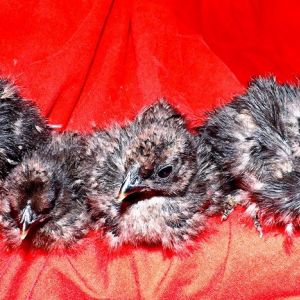 *
Four silkie chicks...