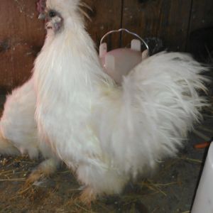My new Silkie rooster