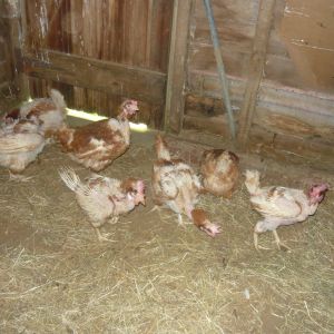 7 of my 8 battery house rescues!
