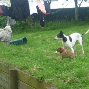 Tia protecting Brutus from the kung fu chicken!