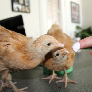 (1month) Gave them yogurt this morning & they went nuts! Their favorite treat so far.