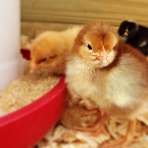 Henrietta, Goldie Hawn and Beyoncé