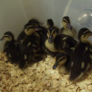 the new babies
