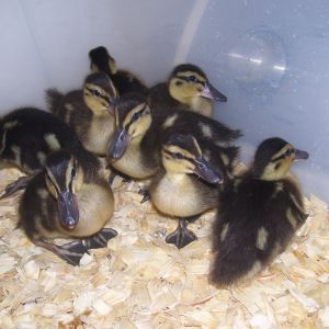 the new babies...