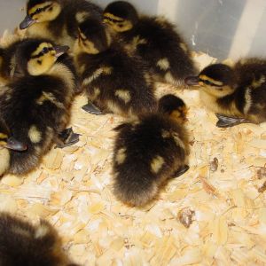The new babies when they were a few days old.