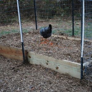 compost pile inside run