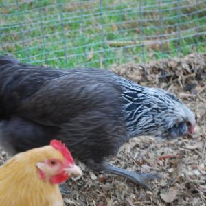 Easter Egger and Buff Orpington