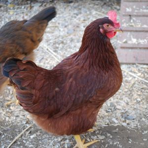 Rhode Island Red (center) and Welsummer (on left)