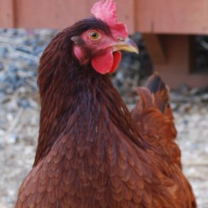 Rhode Island Red