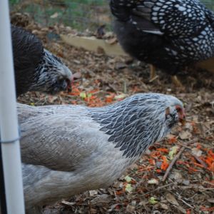 Two Easter Eggers (left & center) Silver Wyandotte upper right