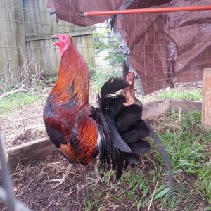 My green legged game rooster and hen