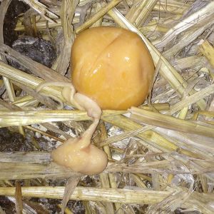 Just saw my largest chicken go in and out her nesting box a lot of times then when she came out I opened it up and found this.