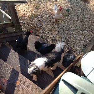 bear is blind and he just hangs out with the chickens