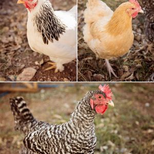 A sampling of the chickens we have...four Buff Orpingtons, two Light Brahmas, and two Barred Rocks. Enjoying a lovely November day!
