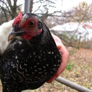 Pinkie Pie, one of my OEGB x Sebright pullets.