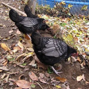 Some of my OEGB x Sebright pullets.