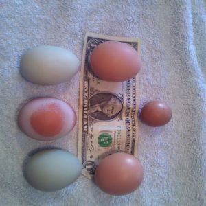 5 of the 6 eggs today, plus the smallest chicken egg I have ever seen!
