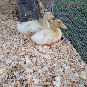 Two new peaking ducks :)