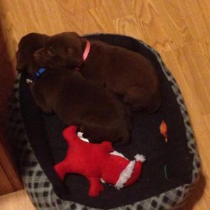 Chocolate labs whiskey and Miley
