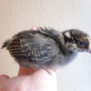 Money Penny my golden laced wyandotte at 3 weeks.