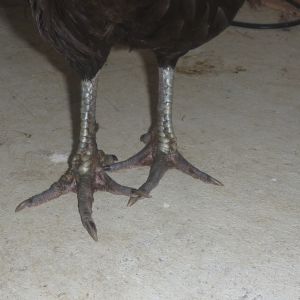 I don't know what a Minorca's feet should look like, but she has a limp and I don't think they look right.