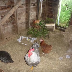 Not the flashest shed, but they spend most their time in it.