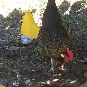 Chick Beeker. She lays white eggs. Very shy and prefers not to be handled.