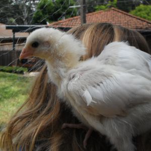 Peggy a Brahma X maybe 5wks??