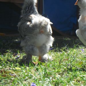 the rear hind of Dotty.