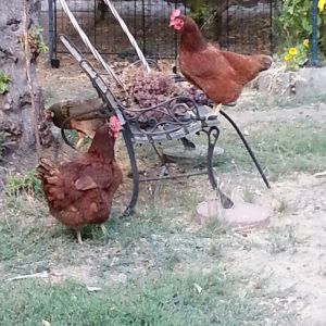 My backyard chickens!