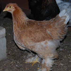 Cochise, The Giant Cochin still very young.