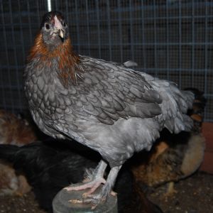 Young Blue Copper Marans Blue Bell