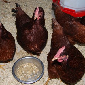Red SexLinks. The bad girls. Great Layer but too aggressive to keep with the rest of the flock.
