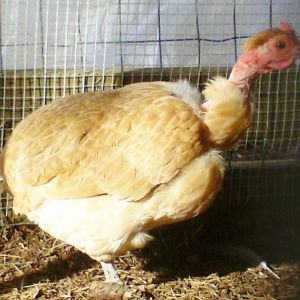My NN Buff Banty Hen