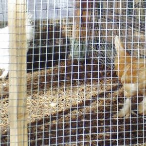 Snow Ball - PB Silky Banty -Pullet

Scotty - Sultan - Silky - Banty - Cockerel