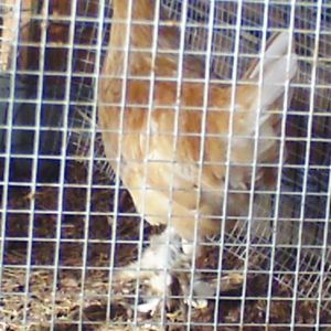 Scotty - Sultan/Silky - Banty - Cockerel