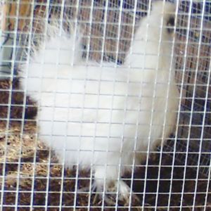 Snow Ball - PB Silky Banty -Pullet