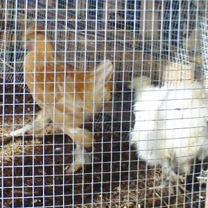 Scotty - Sultan/Silky - Banty - Cockerel

Snow Ball - PB Silky Banty -Pullet