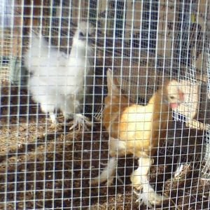 Snow Ball - PB Silky Banty -Pullet

Scotty - Sultan/Silky - Banty - Cockerel