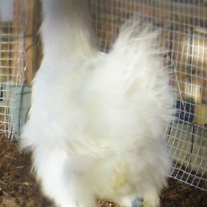 Snow Ball - PB Silky Banty -Pullet