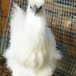 Snow Ball - PB Silky Banty -Pullet