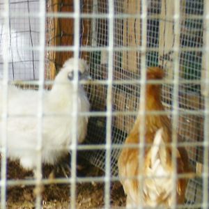 Spring Breeding Plans

Snow Ball - PB Silky Banty -Pullet

Scotty - Sultan/Silky - Banty - Cockerel