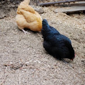 Polly  Buff Orpington and Emma Black Sexlink
