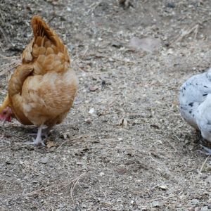 Polly and Sheila