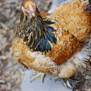 SweetPea Gold Laced Brahma